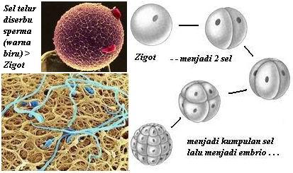 sel telur diserbu sperma (cacing warna biru) lalu menjadi zigot